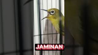 Download lagu SIMULASI LOMBA PLECI ||TES MENTAL PLECI MU DGN AUDIO INI #kicaumania #pleci mp3 Download lagu SIMULASI LOMBA PLECI ||TES MENTAL PLECI MU DGN AUDIO INI #kicaumania #pleci mp3