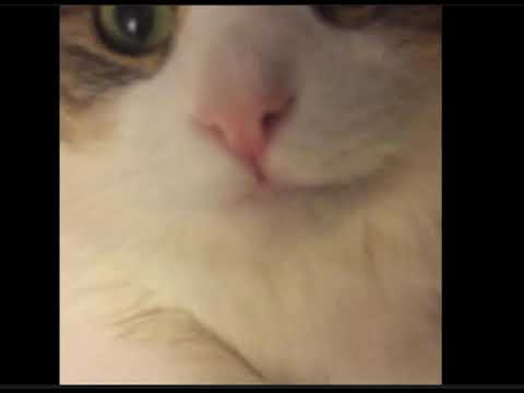 I think I found the cutest cat vid ever!