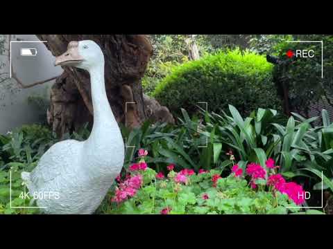 Gardens By The Bay #flowers#vlog#gardensbythebaysingapore#aesthetic