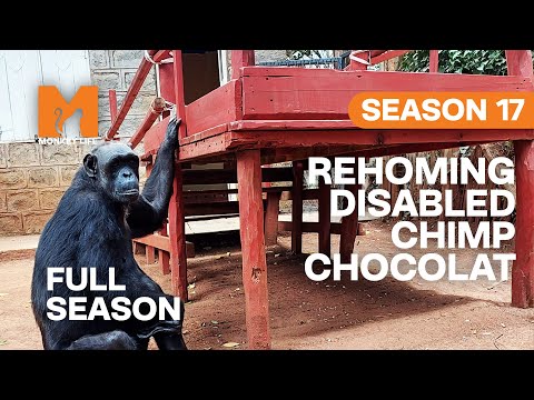 Rehoming A Disabled Chimp | Season 17 | Full Season | Monkey Life