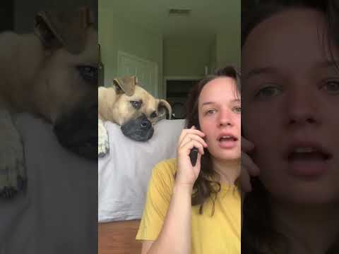 Why Dogs Tilt Their Heads #dog #shorts #animals @Street_Dog_Pluto