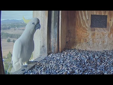 Cockatoo visit the falcon box | FalconCam Project | Feb 28, 2026