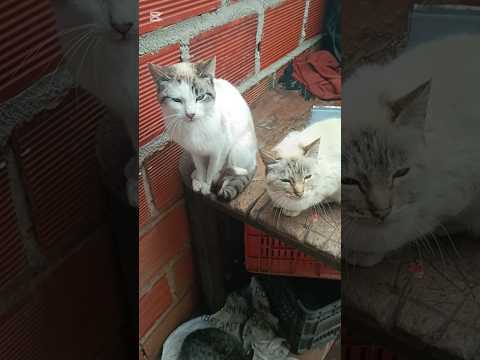 los gatos se comieron el pan las mascotas de la casa chitaga norte de Santander Colombia 🇨🇴🙏🏼