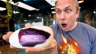 PURPLE SNAKE HATCHED CUTTING SNAKE EGGS!! WOW!! | BRIAN BARCZYK