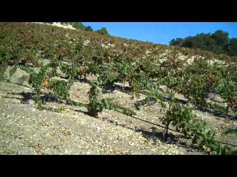download lagu mp3 mp4 Calipaso Pinot Noir, download lagu Calipaso Pinot Noir gratis, unduh video klip Calipaso Pinot Noir