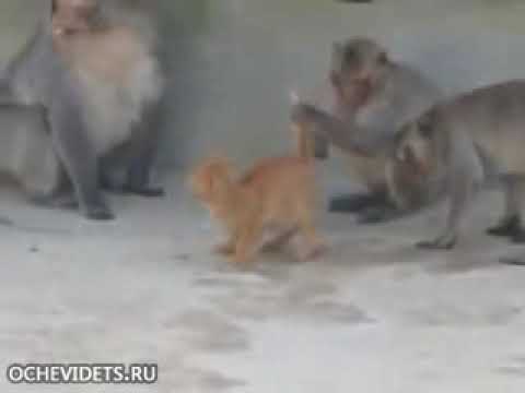 Monkay and the cat what happen by hussein biigle