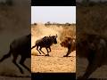Lion Takes Down A Wildebeest Did It Succeed