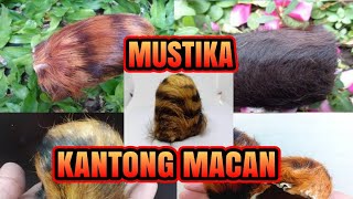 Download lagu MUSTIKA SAKTI KANTONG MACAN || MUSTIKA BERPINDAH TEMPAT TELEPORTASI || MAHAR BARANG ANTIK mp3