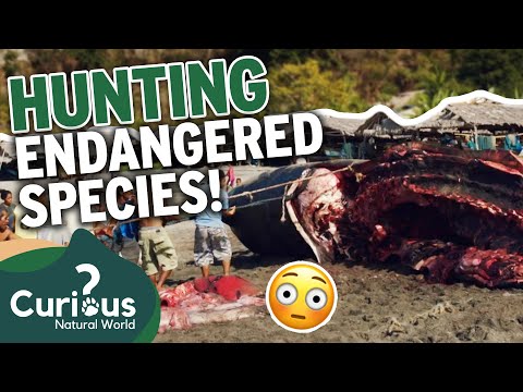 捕鯨が認められる最後の場所 💔 |地球のために1000日 |興味がありますか?: 自然界