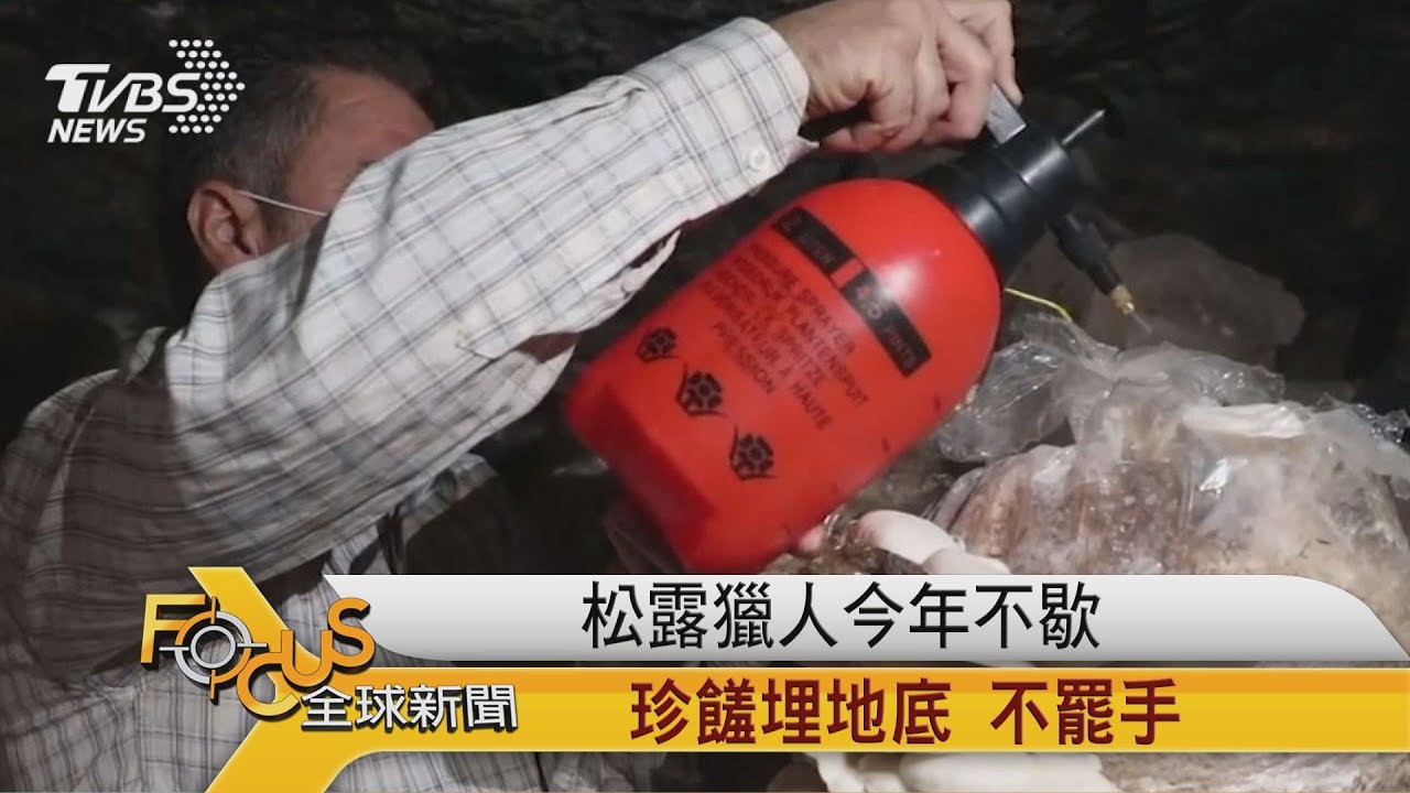北義大利松露季揭幕 封城鎖國.小衝擊