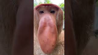 Download lagu Ternyata seperti ini suara Bekantan #hewanunik #bekantan #world #shortvideo mp3 Download lagu Ternyata seperti ini suara Bekantan #hewanunik #bekantan #world #shortvideo mp3