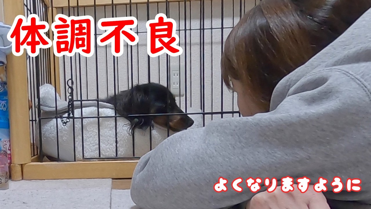 愛犬の体調不良その後と見守る愛猫【保護猫／犬】