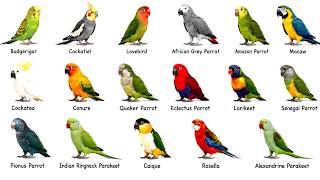 Every Kind of Parrot You Can Keep at Home Explained