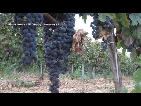 Berite vinograd tek kada je grozdje zrelo ako zelite dobro vino - Vinarija Kosovic