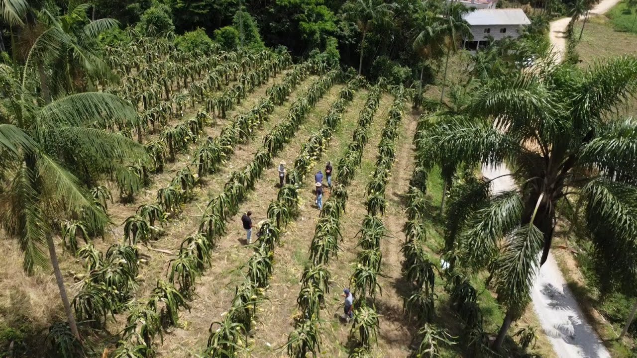 Agro, Saúde e Cooperação - SPDH: Plantio Direto em Hortaliças