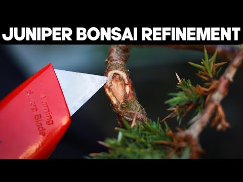 Refining a Juniper Squamata Bonsai