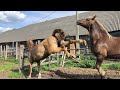 Horses First Meeting