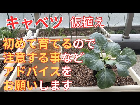 黒キャベツ、ヤシキャベツ 植物