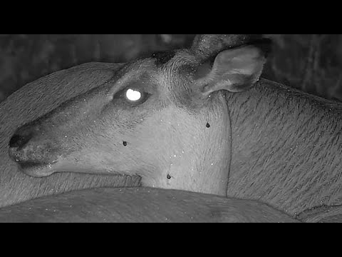 Djuma: Impalas and Wildebeest bull in the rain and electrical storm - 04:00 - 12/31/21