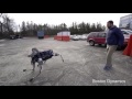 Every time Boston Dynamics has abused a robot