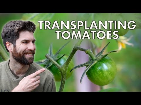 Kaip šalta yra per šalta pomidorams? Kaip šalta yra per šalta pomidorams?