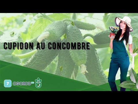 , title : 'Cupidon au concombre'