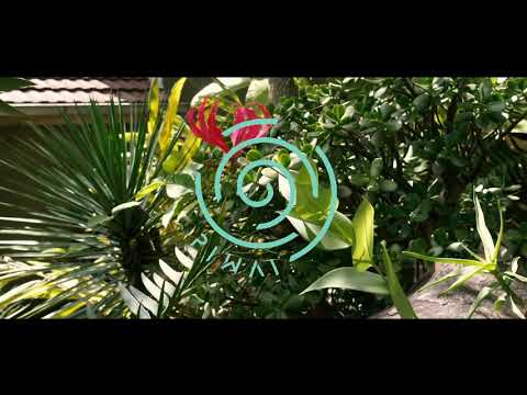 Piwai - Cushion My Fall (Official Video)