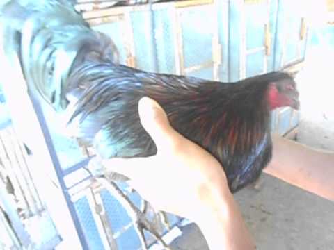 Black Racey Mug (imported)