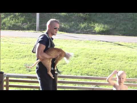 Tonys hårtransplantation