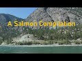 Video Thumbnail for A Salmon Compilation