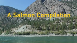 A Salmon Compilation
