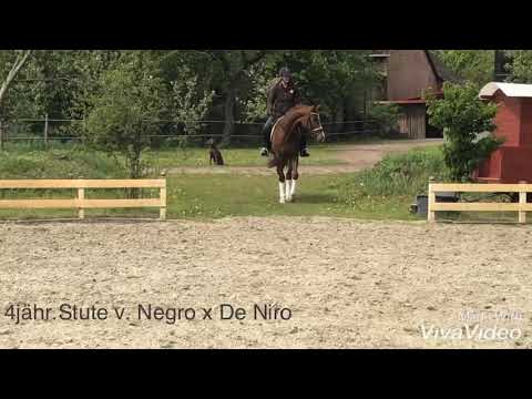 4jährige Stute von Negro