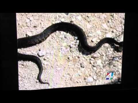Snakes to watch out for in a Florida