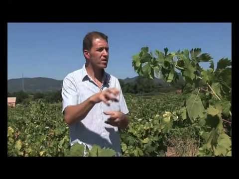 comment traiter les pucerons sur les lupins