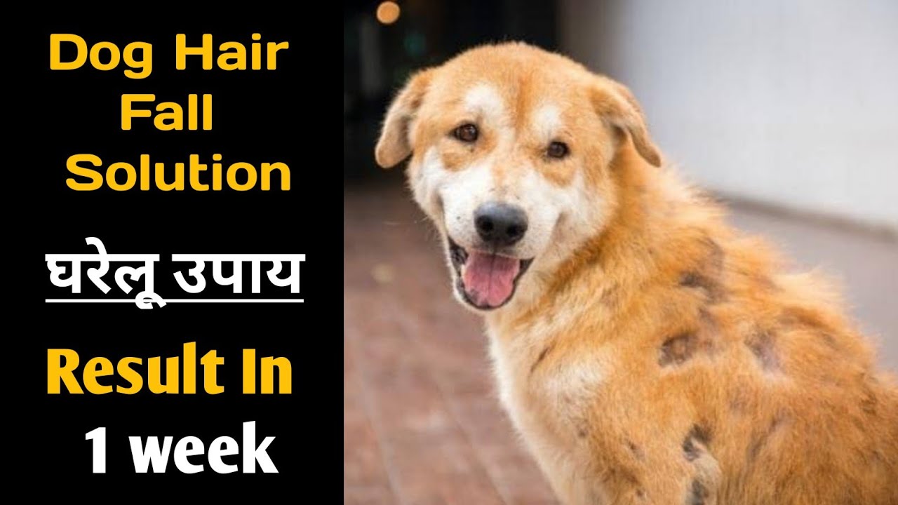 Dog Hair Fall Solution | How To Stop Dog Hair Fall