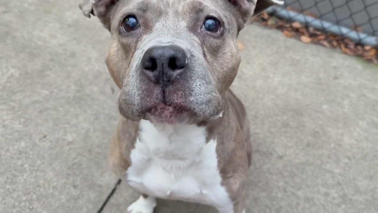 Enlarge Drina, a ADOPTABLE Pit Bull Terrier in Chicago, IL video 5/5