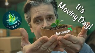 Growee Pro - Time To Transplant - Everything you want to know - E8