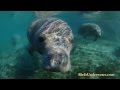 Swim With Manatees in Crystal River, Florida, Bird`s Underwater Dive Center, Crystal River, USA, Florida