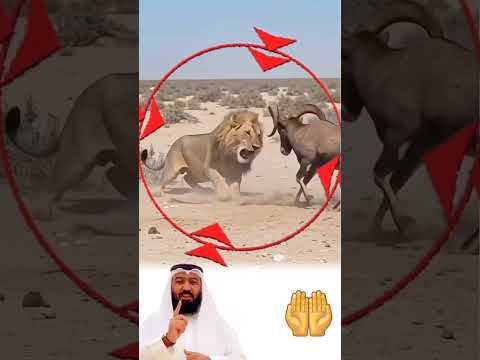 سلايم المواجهات على الارض مع تلك الحظه افردت المواجهات #animals #