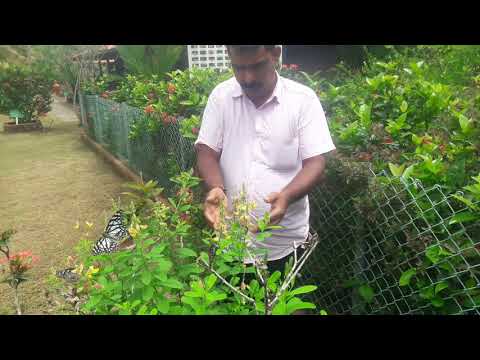 Butterfly Garden Setting Kerala India