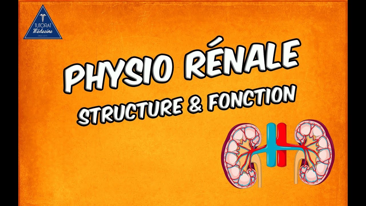 Physiologie rénale - Structure et fonctions