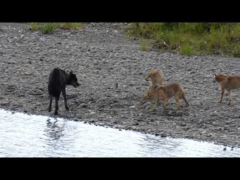 Wolf Vs Coyotes I, Yellowstone NP