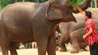Patara Elephant Farm Chiang Mai Thailand