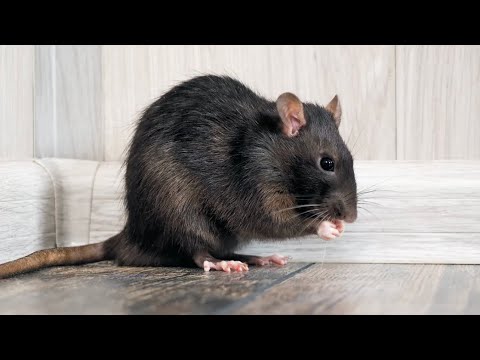 Shaky Jake 3: the rat at MDC LA