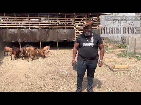 Challenges in crossbreeding local goats with large imported breeds by Dr John Abraham Godson