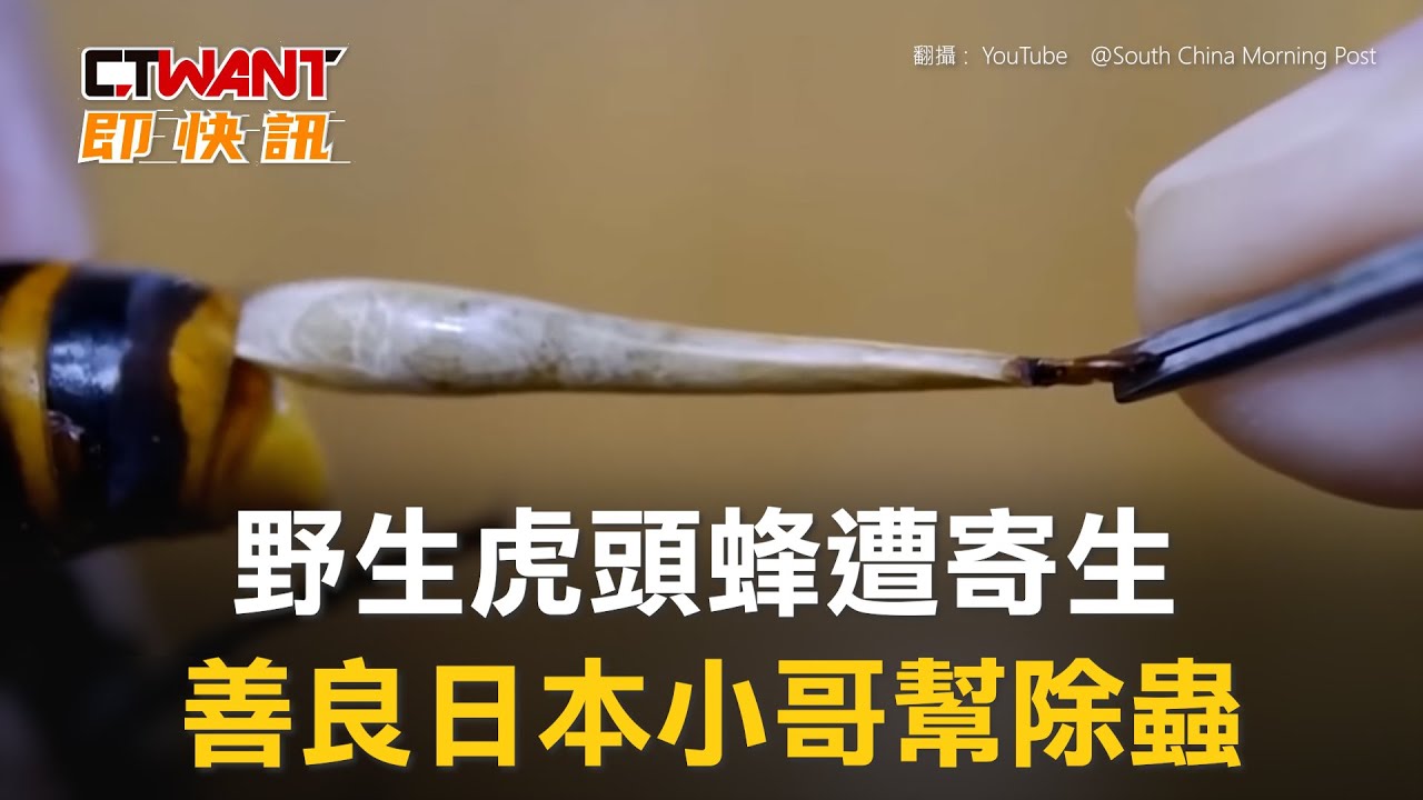 圖說-野生虎頭蜂遭寄生　善良日本小哥幫除蟲
