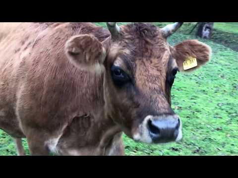 Kulning | Calling our cow and sheep