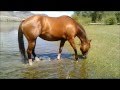 My Horses Have A Swimming Pool Raw Videos