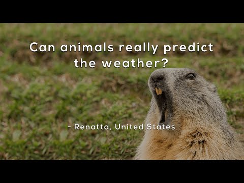 Can animals really predict the weather