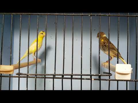 Few young Irish fancy 2018